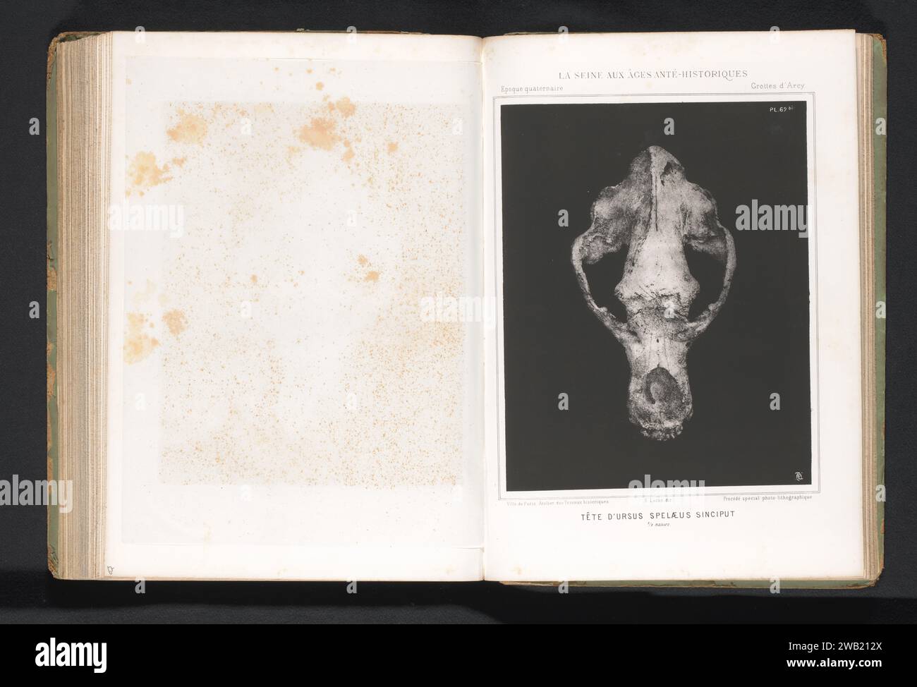 Cranio di un orso grotta, Ville de Paris (possibile), c. 1864 - in o prima del 1869 carta fotomeccanica stampa fotolitografia mammiferi (+ scheletro di un animale) Foto Stock