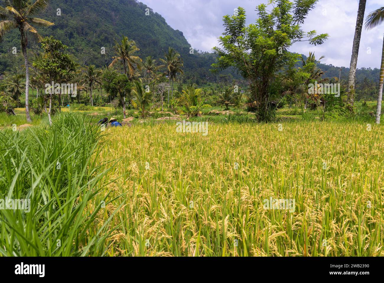 Campi di riso nella regione di Sidemen, Bali, Indonesia Foto Stock