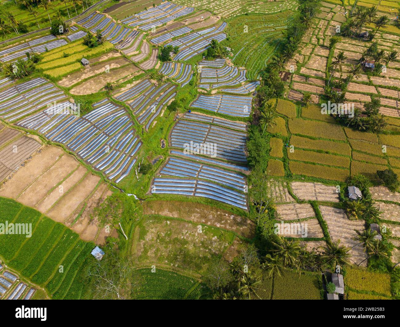 Vista aerea delle risaie nella regione di Sidemen, Bali, Indonesia Foto Stock