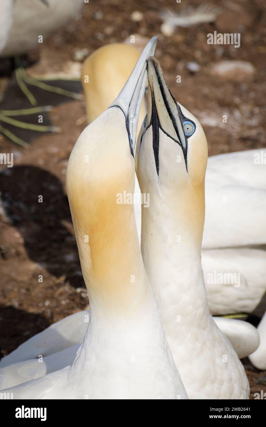 couple de fou de bassan Foto Stock