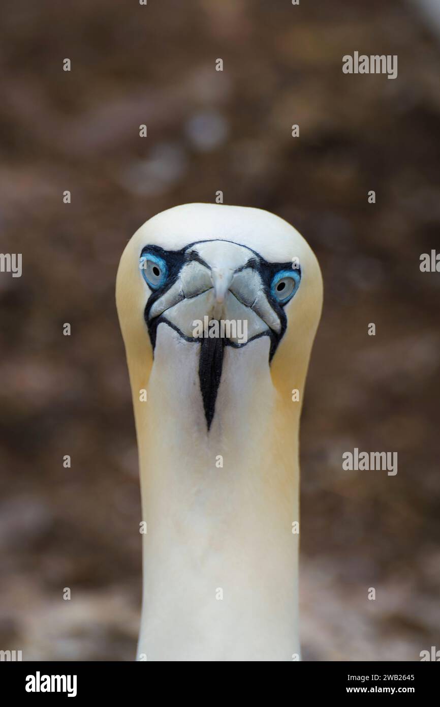 portrait de fou de bassan qui regarde de face Foto Stock