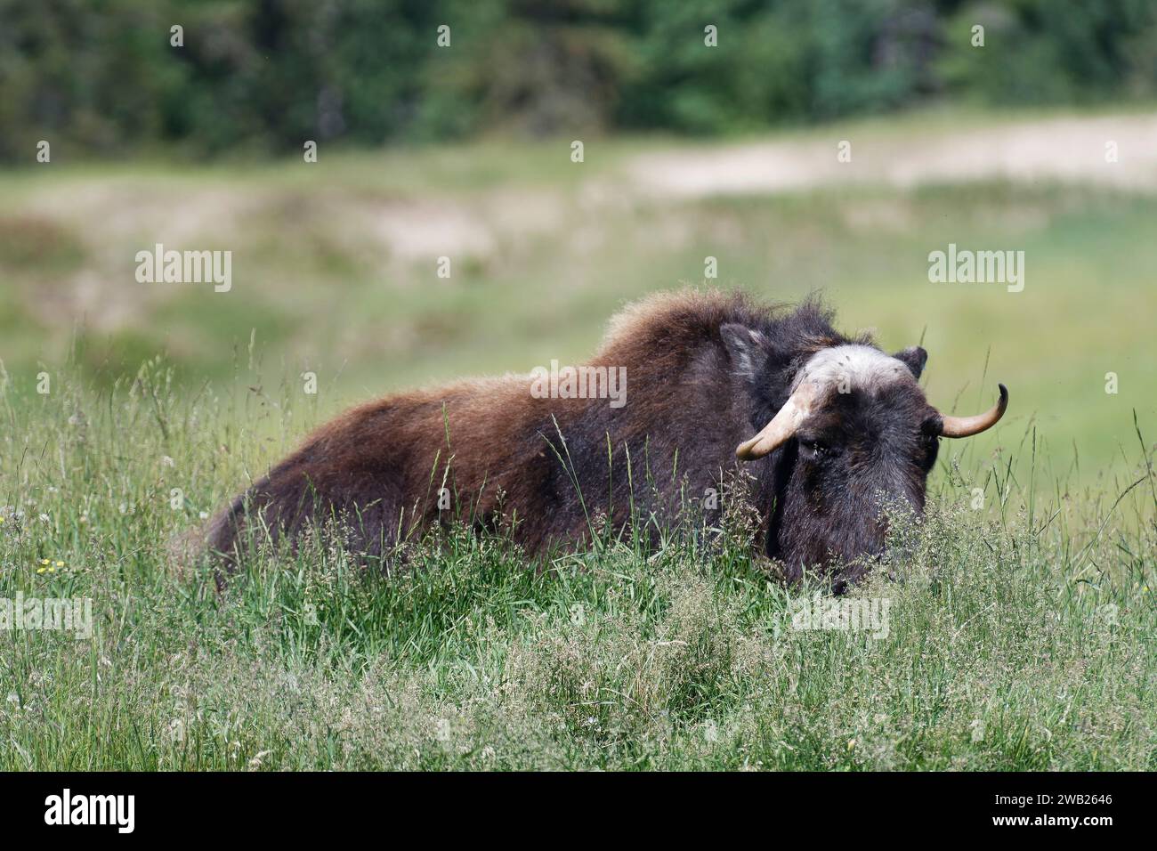 bison allongés dans l'herbe haute Foto Stock