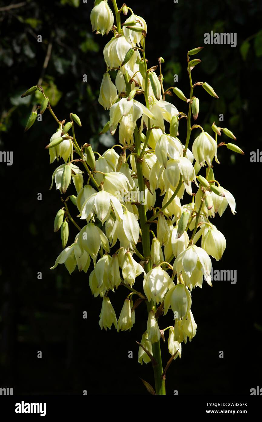 Fiori biancastri della filamentosa Yucca, ago di Adamo o baionetta spagnola su sfondo nero Foto Stock