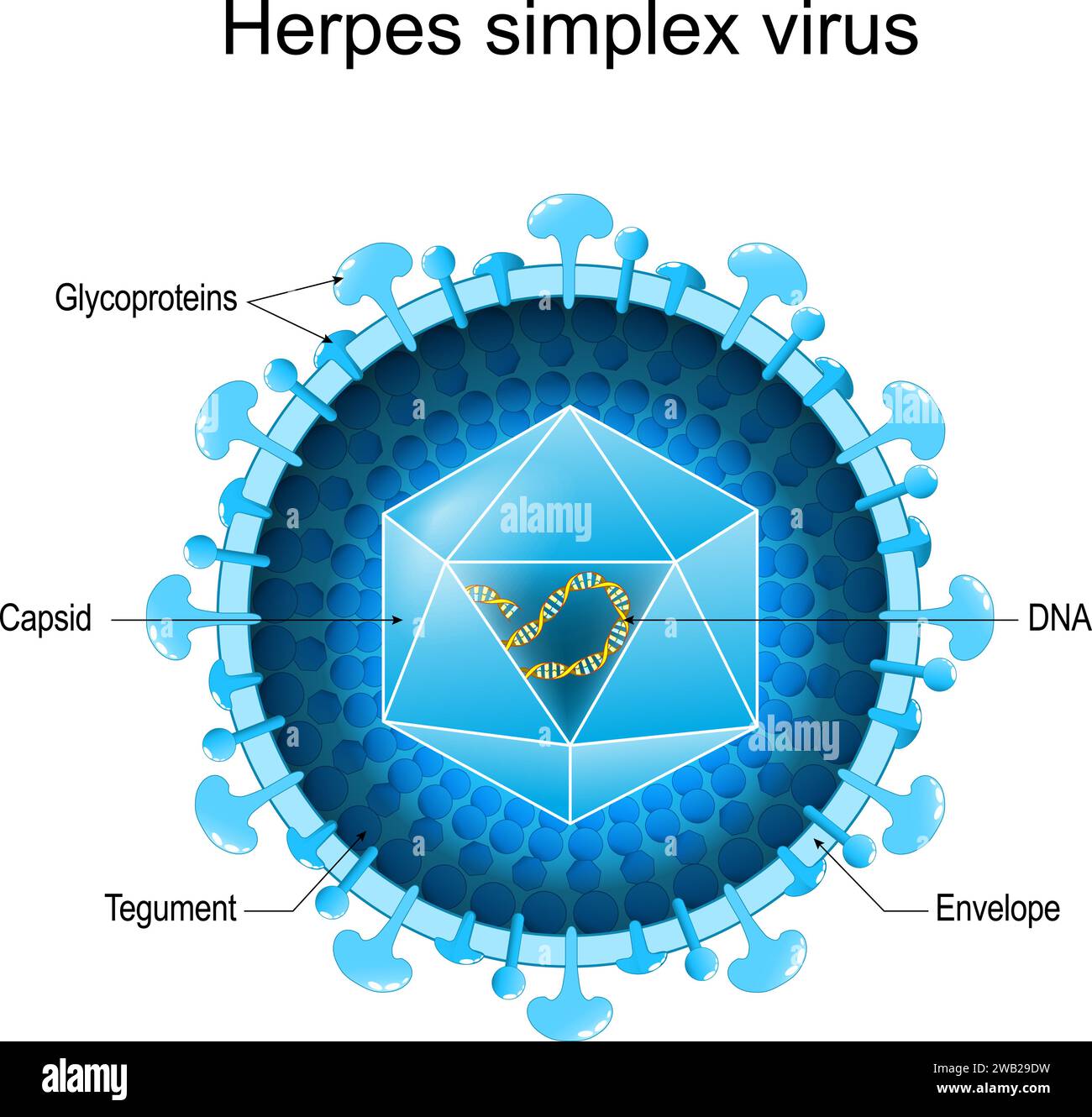 Struttura di base del virus Herpes Simplex per HSV-1 e HSV-2. Primo piano dell'anatomia di un virione. Ingrandito di alfa-herpesvirus umano. Diagramma vettoriale Illustrazione Vettoriale