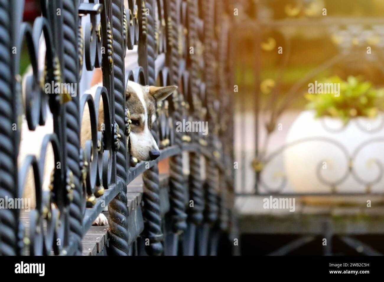 Un cane bianco con macchie marroni sta attaccando il muso tra le barre di ferro di una ringhiera del ponte, guardando i pesci che nuotano nello stagno sottostante. Foto Stock
