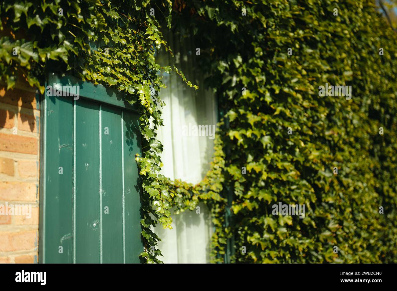 Foglie di edera verde che crescono su pareti di mattoni e finestre con persiane verdi Foto Stock