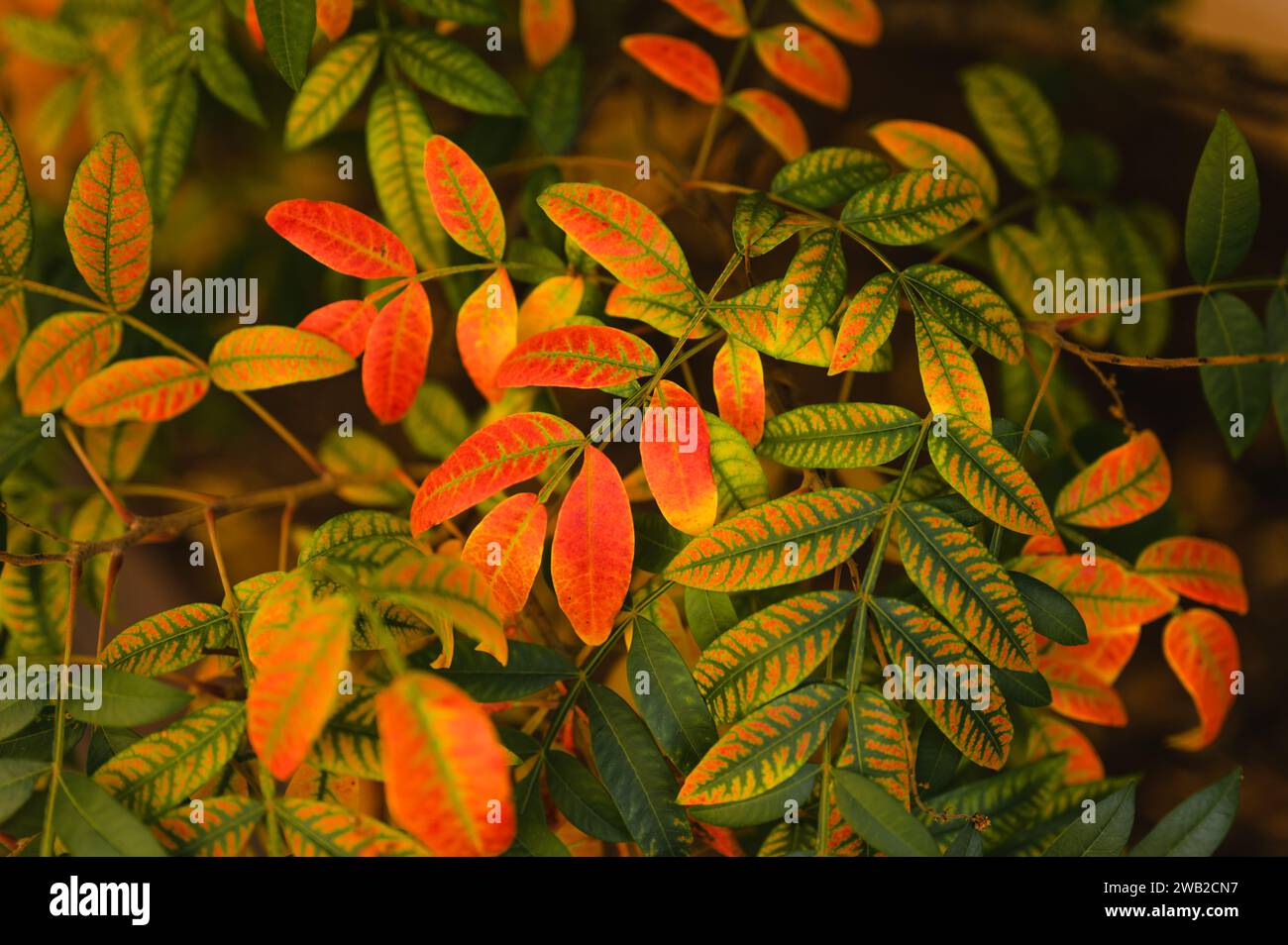 Foglie testurizzate che cambiano colore dal verde al rosso in autunno Foto Stock