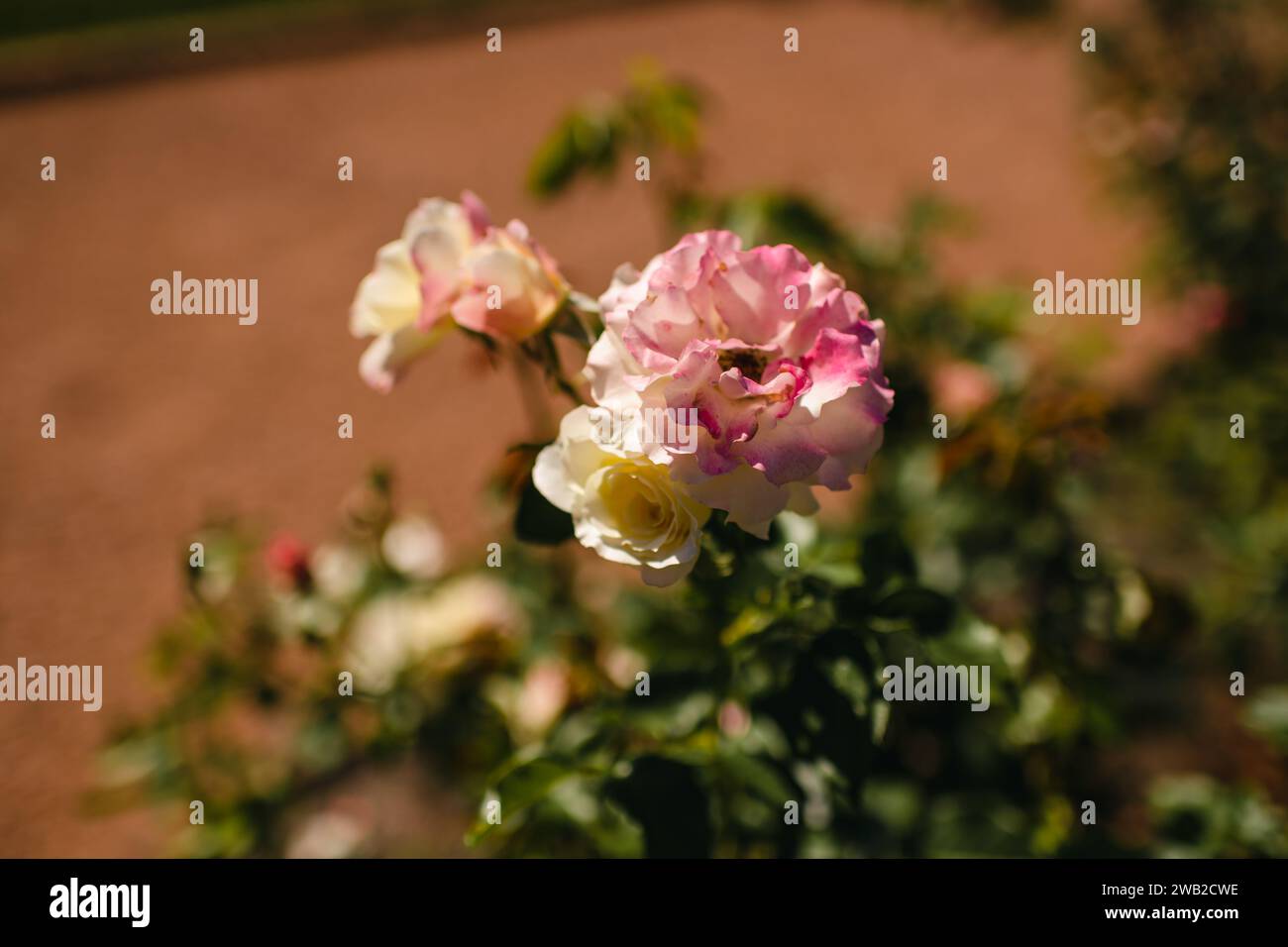 Rose da giardino rosa e bianche al sole Foto Stock