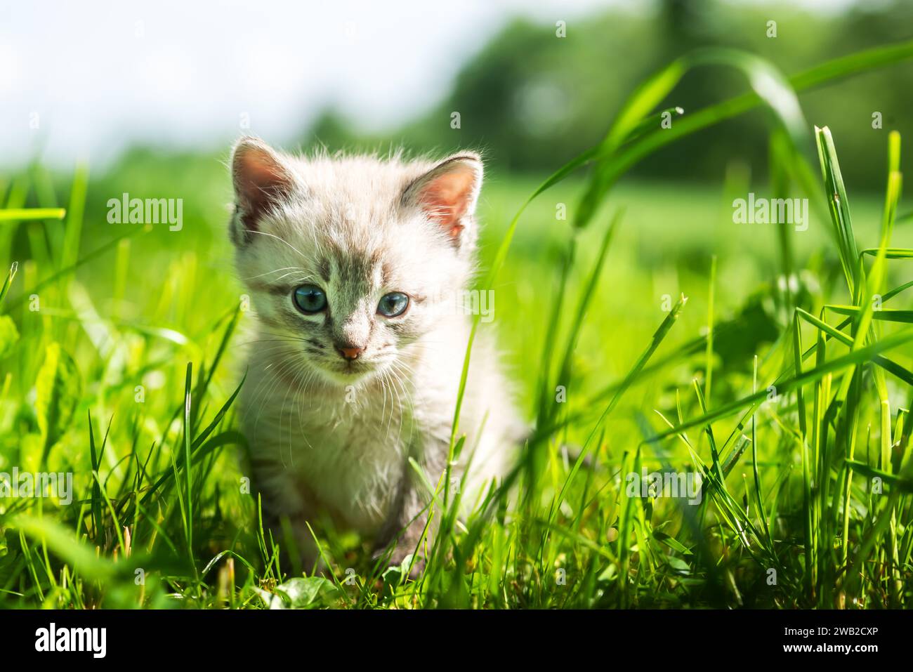 Un piccolo gattino dagli occhi blu sta esplorando l'ambiente nel giardino vicino a casa sua Foto Stock