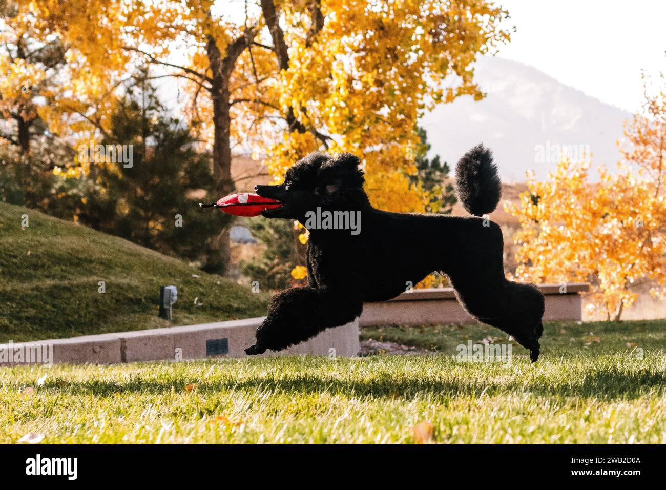 Black miniature Poodle salta e gioca in autunno in Colorado Foto Stock