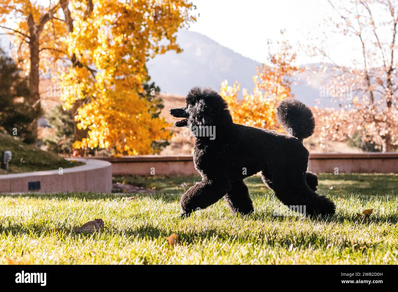 Barboncino in miniatura nero che corre in erba durante l'ora d'oro in Colorado Foto Stock