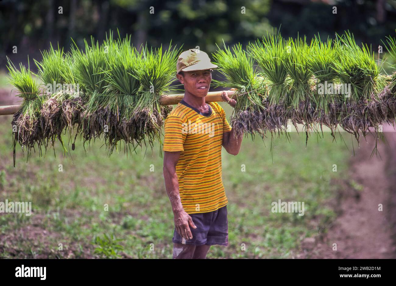 Indonesia, a Giava un uomo sta per piantare nuove piante di riso in una risaia intorno a Baduraden. Foto Stock