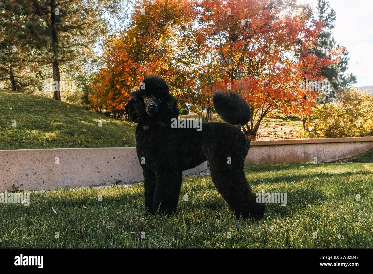 Barboncino in miniatura nero impilato nell'erba in autunno Foto Stock
