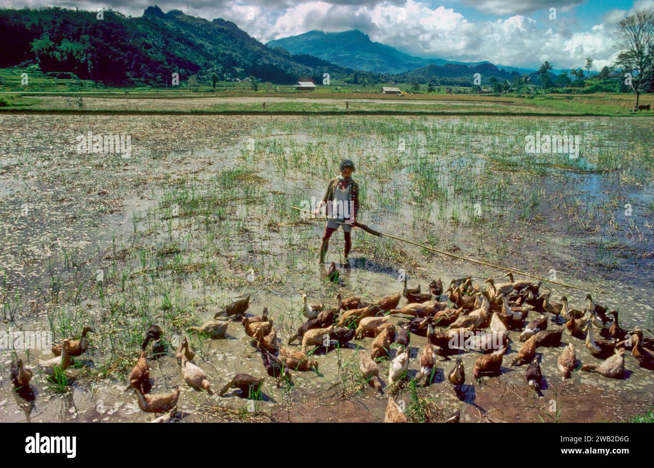 Indonesia, Giava. Le anatre mangiano gli insetti nocivi tra le piante di riso su un campo di riso. Foto Stock