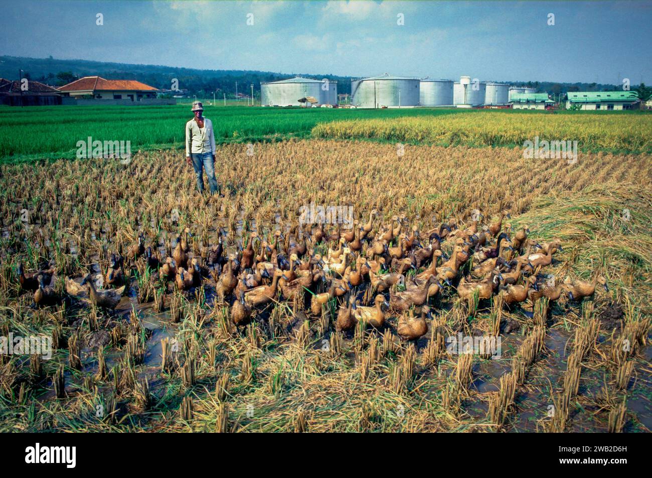 Indonesia, Giava. Le anatre mangiano gli insetti nocivi tra le piante di riso su un campo di riso. Foto Stock