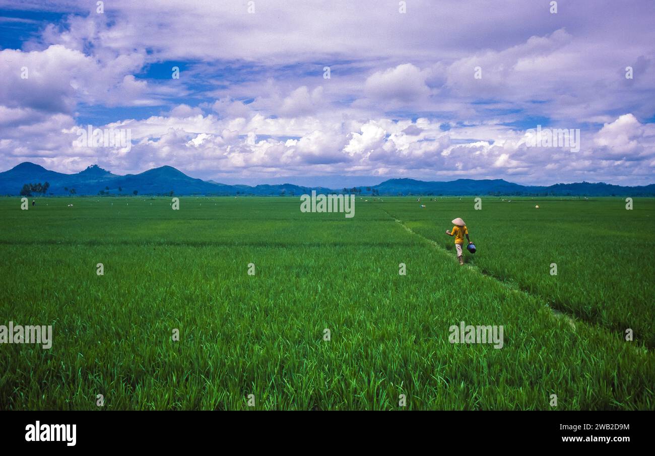 Indonesia, donna cammina attraverso le risaie di Giava. Foto Stock