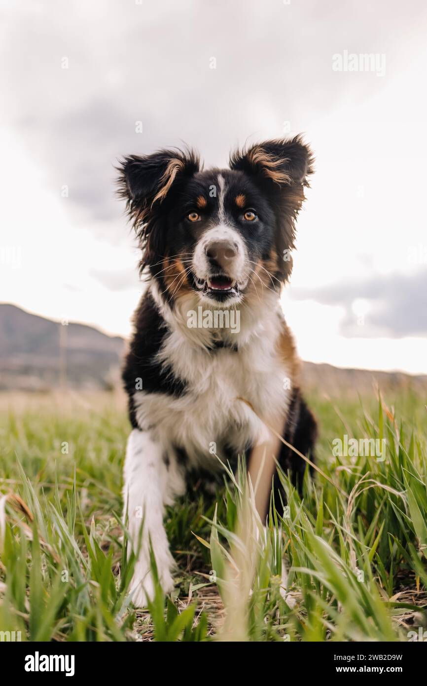 Vista dal basso angolo del cucciolo di Australian Shepherd mix sulle montagne del Colorado Foto Stock