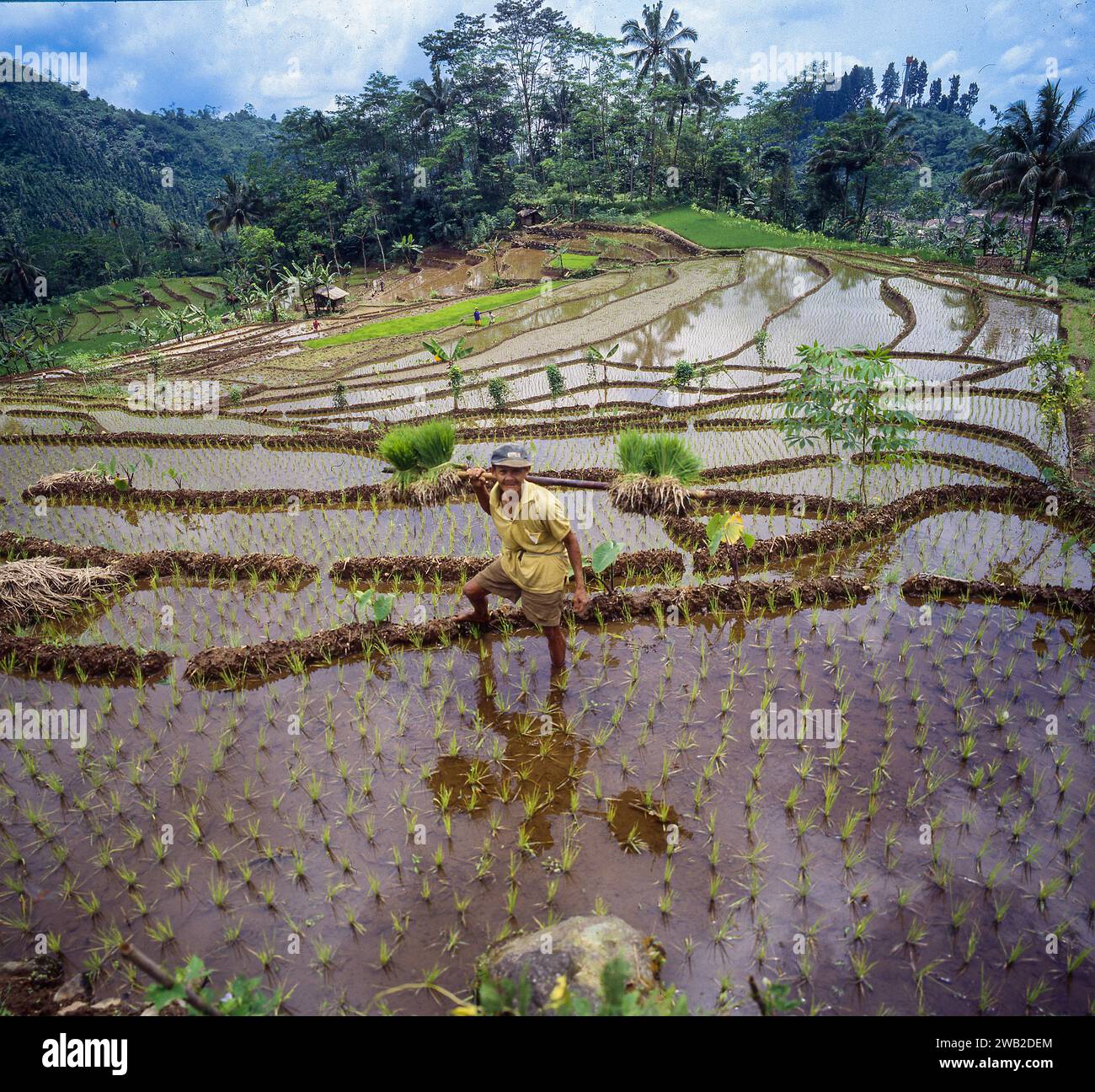 Indonesia, a Giava un uomo sta per piantare nuove piante di riso in una risaia intorno a Baduraden. Foto Stock