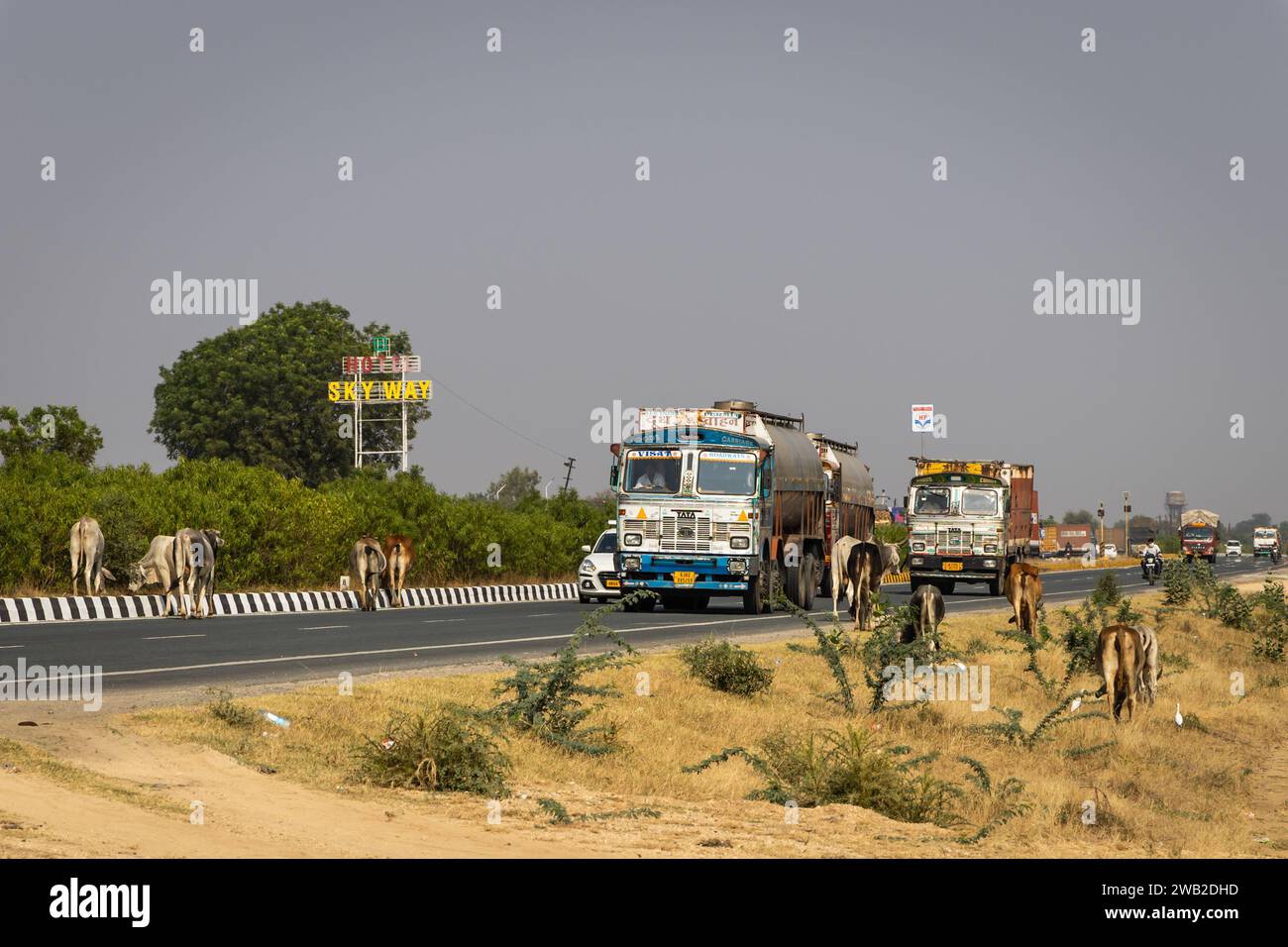 Molti tori attraversano l'autostrada nazionale con camion che passano di giorno da un angolo piatto. L'immagine è scattata a jodhpur udaipur autostrada nazionale rajasthan india O. Foto Stock
