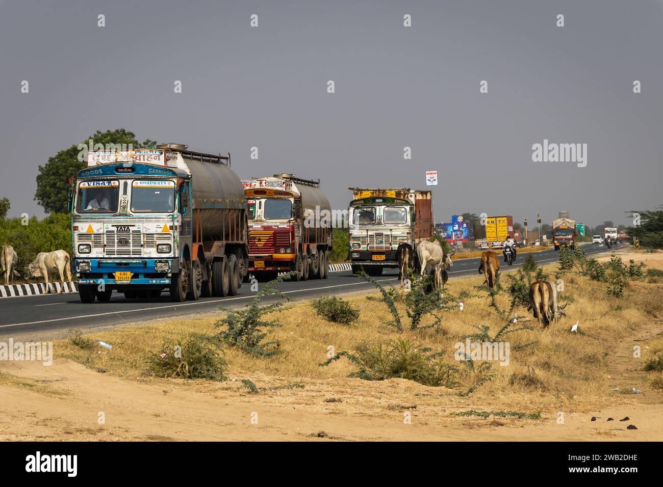 Molti tori attraversano l'autostrada nazionale con camion che passano di giorno da un angolo piatto. L'immagine è scattata a jodhpur udaipur autostrada nazionale rajasthan india O. Foto Stock