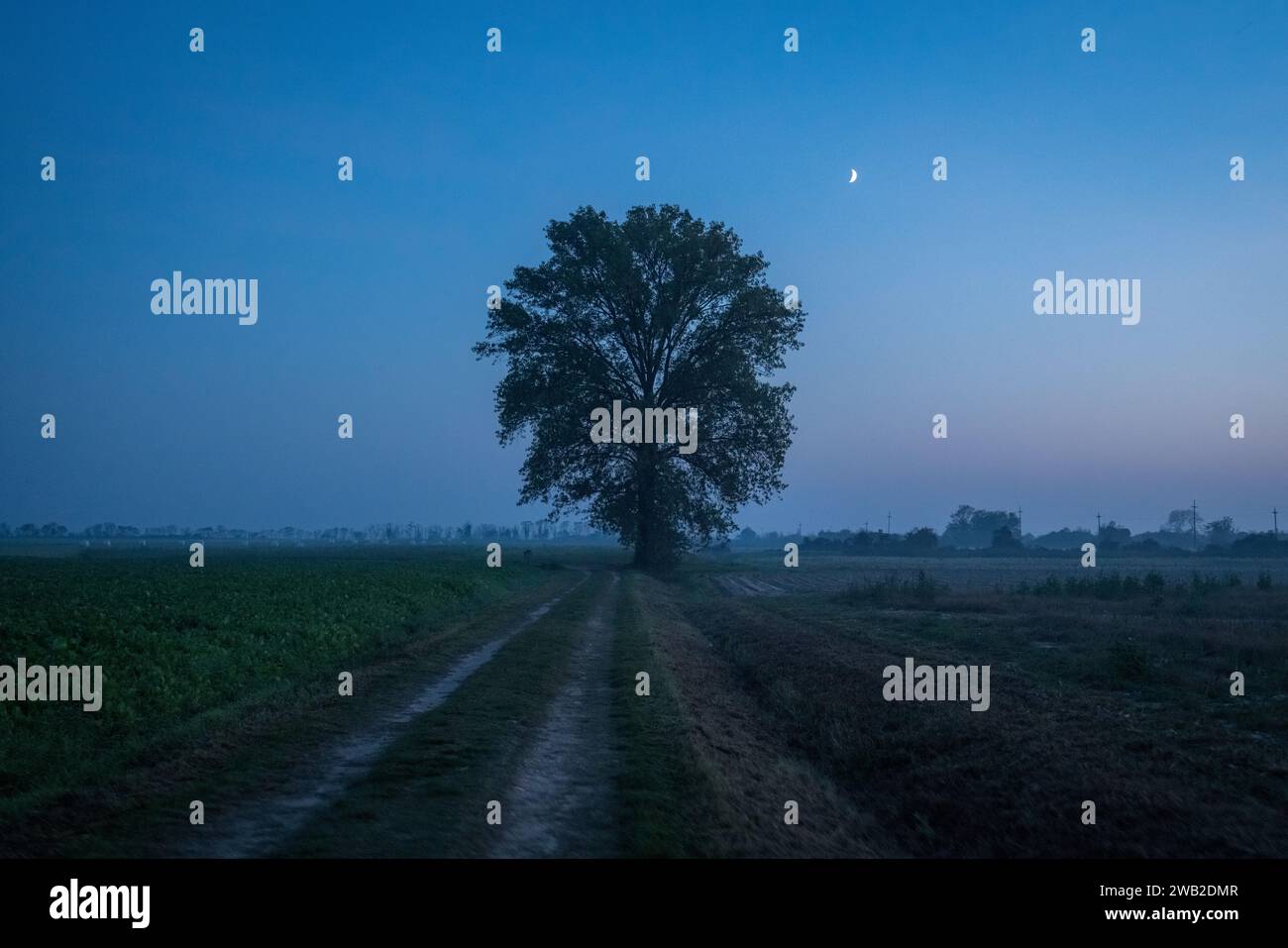 Sentiero che conduce all'albero centrato al crepuscolo con una luna a mezzaluna Foto Stock