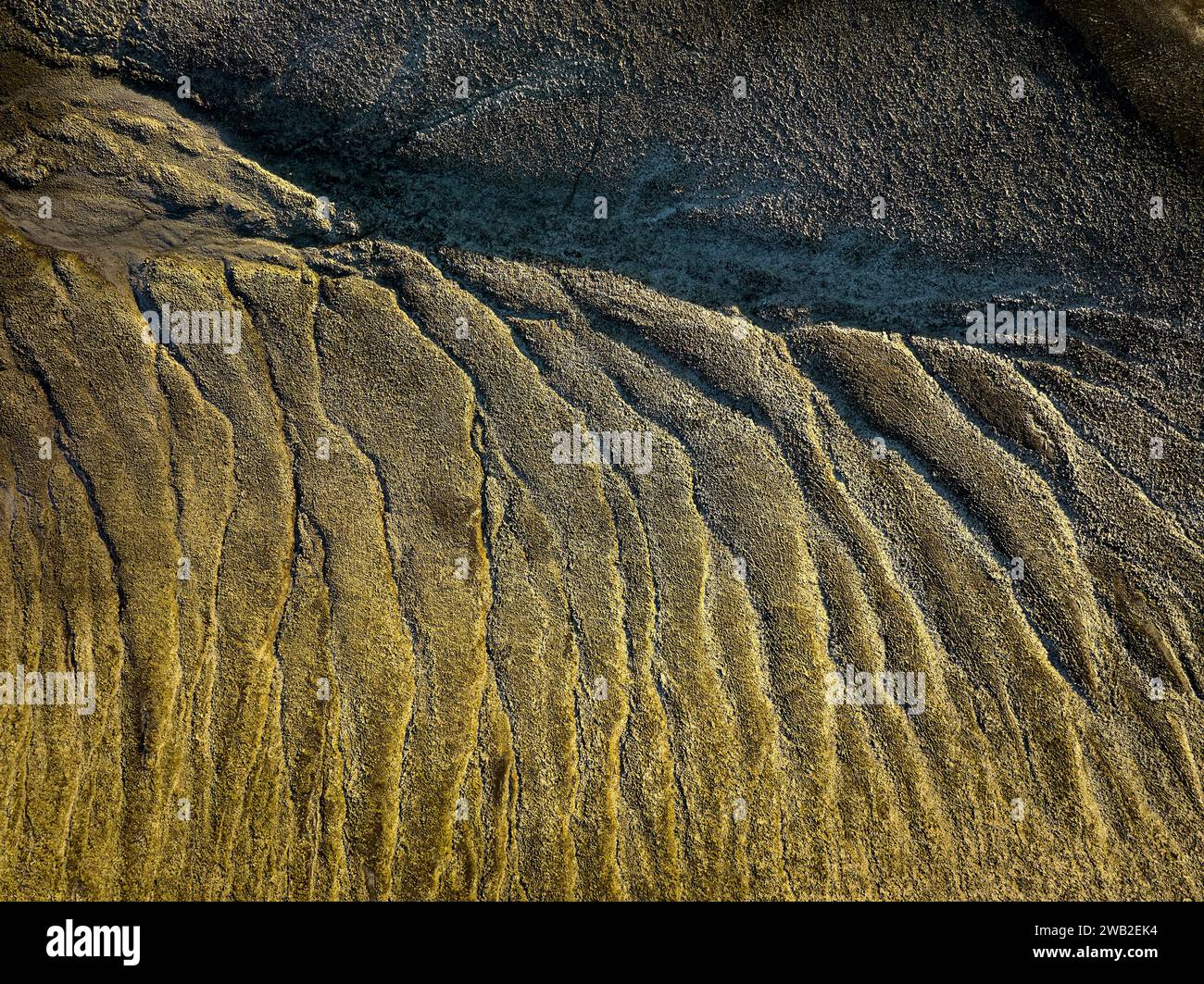 Terreni asciutti con superficie verde dorata Foto Stock