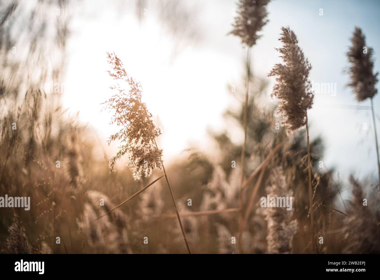 Retroilluminazione sulle erbe autunnali all'ora d'oro Foto Stock