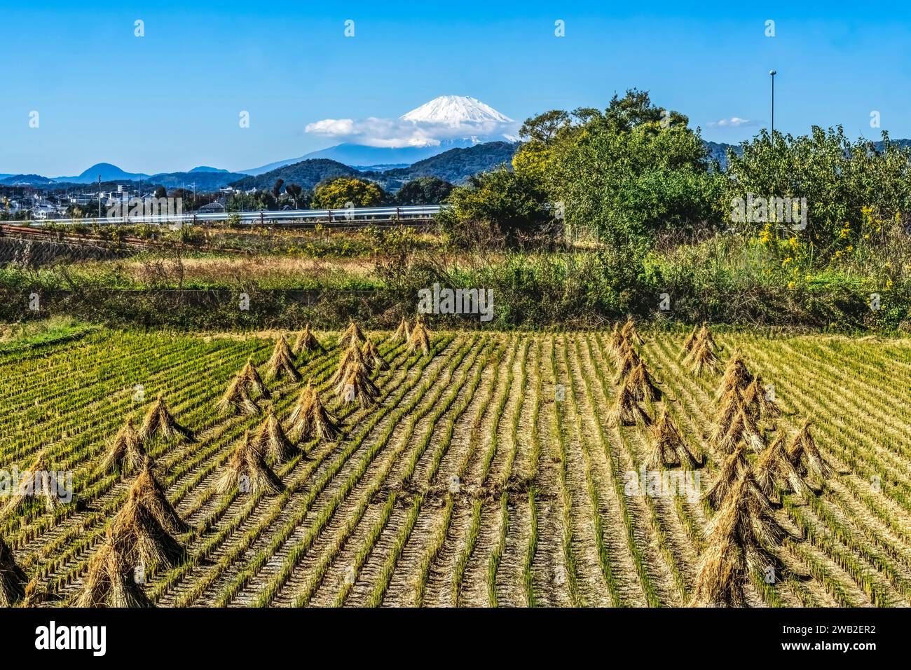 Colorato campo di riso, Monte Fuji Hiratsuka Kanagawa Ja Foto Stock