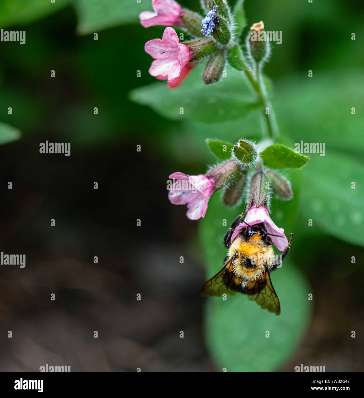 Bumbler che beve nettare da un fiore Foto Stock