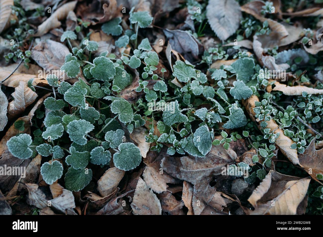 Foglie a terra ricoperte di gelo invernale Foto Stock