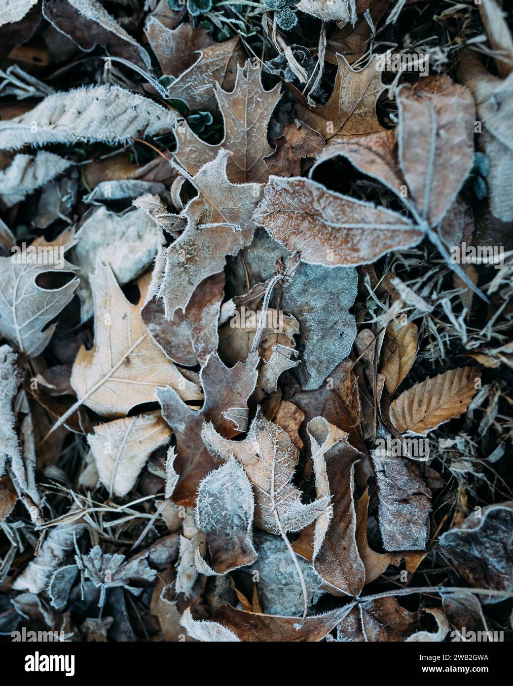 Strati di foglie ricoperte di gelo a terra durante la mattina invernale Foto Stock