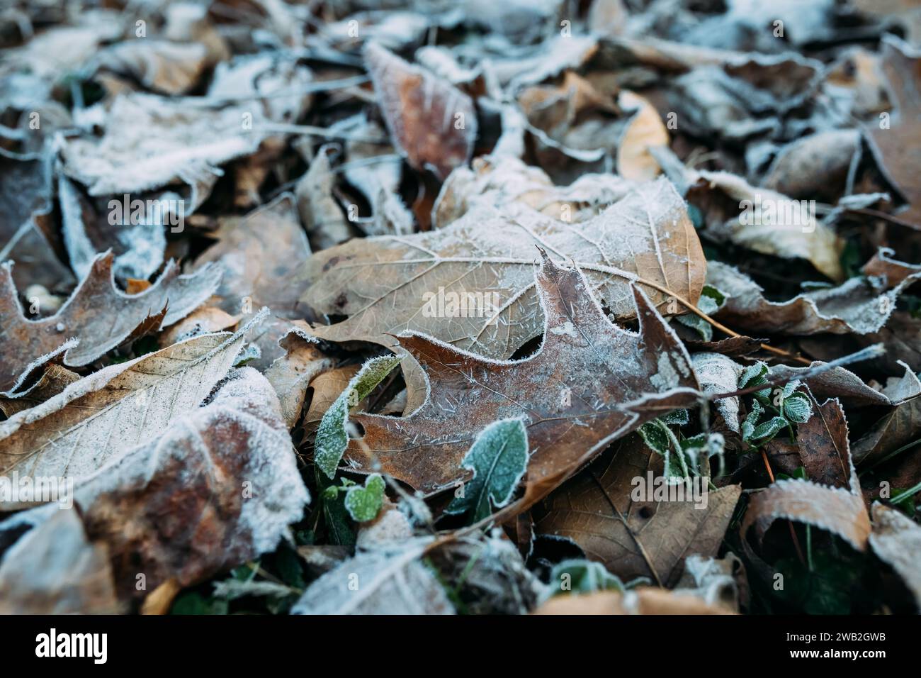 Primo piano del gelo sulle foglie di quercia sul pavimento della foresta in inverno Foto Stock