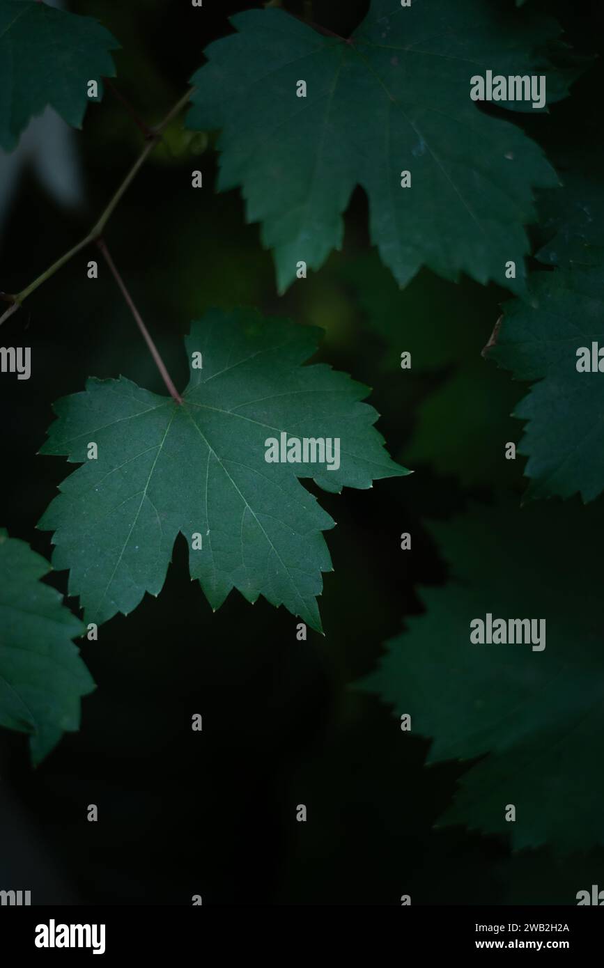 Primo piano delle foglie d'uva su sfondo scuro del cespuglio Foto Stock