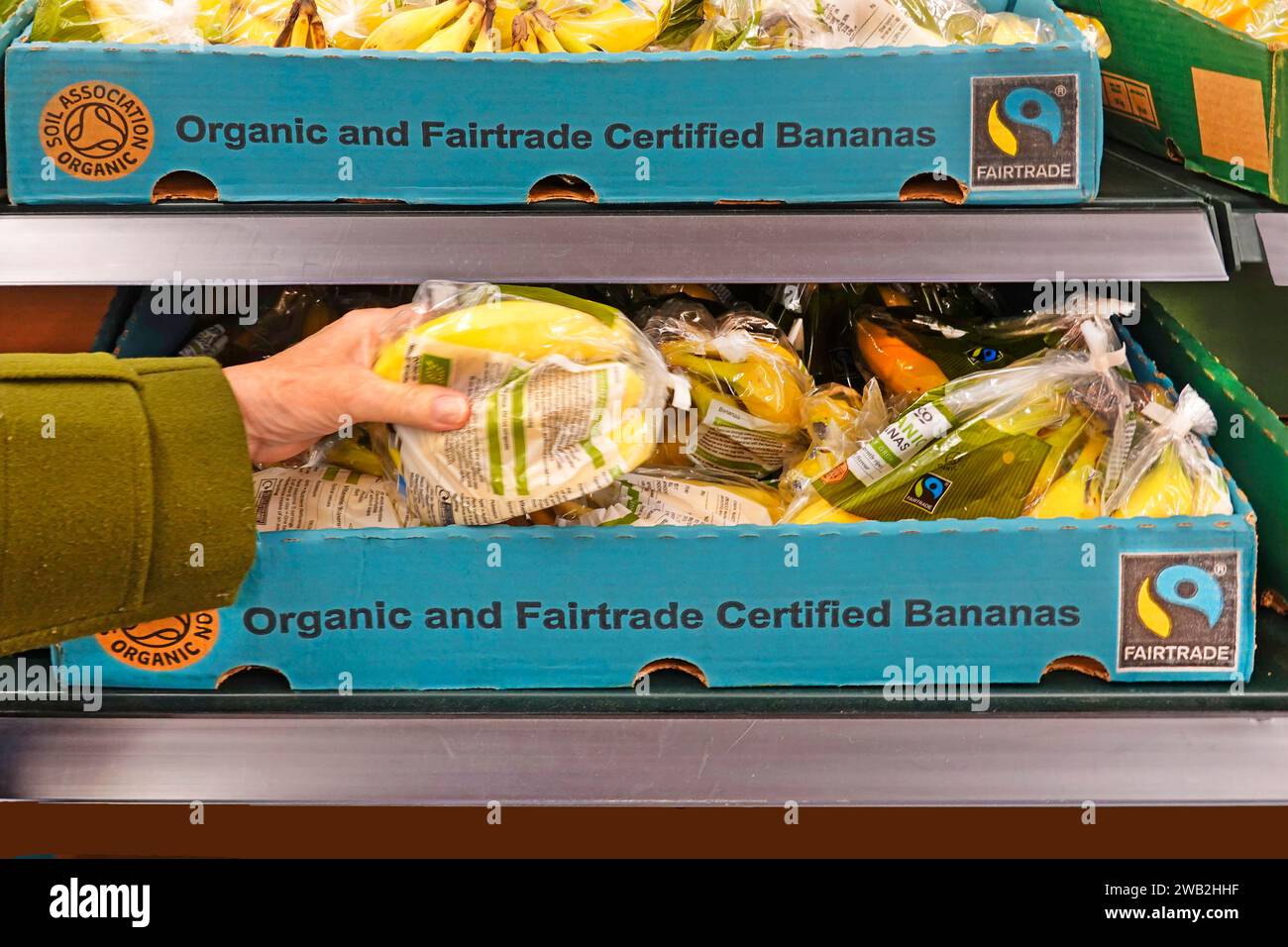 Il negoziante di banane biologiche per il commercio equo e solidale seleziona a mano un sacchetto di plastica per frutta biologica in scatole di cartone scaffali per supermercati nel grande negozio di alimentari Tesco Inghilterra Regno Unito Foto Stock