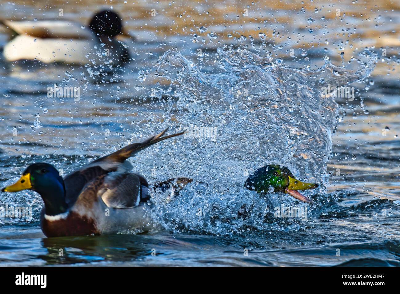 Un gruppo di anatre che si crogiolano nell'acqua, con due uccelli in particolare che si inseguono l'un l'altro in modo animato Foto Stock