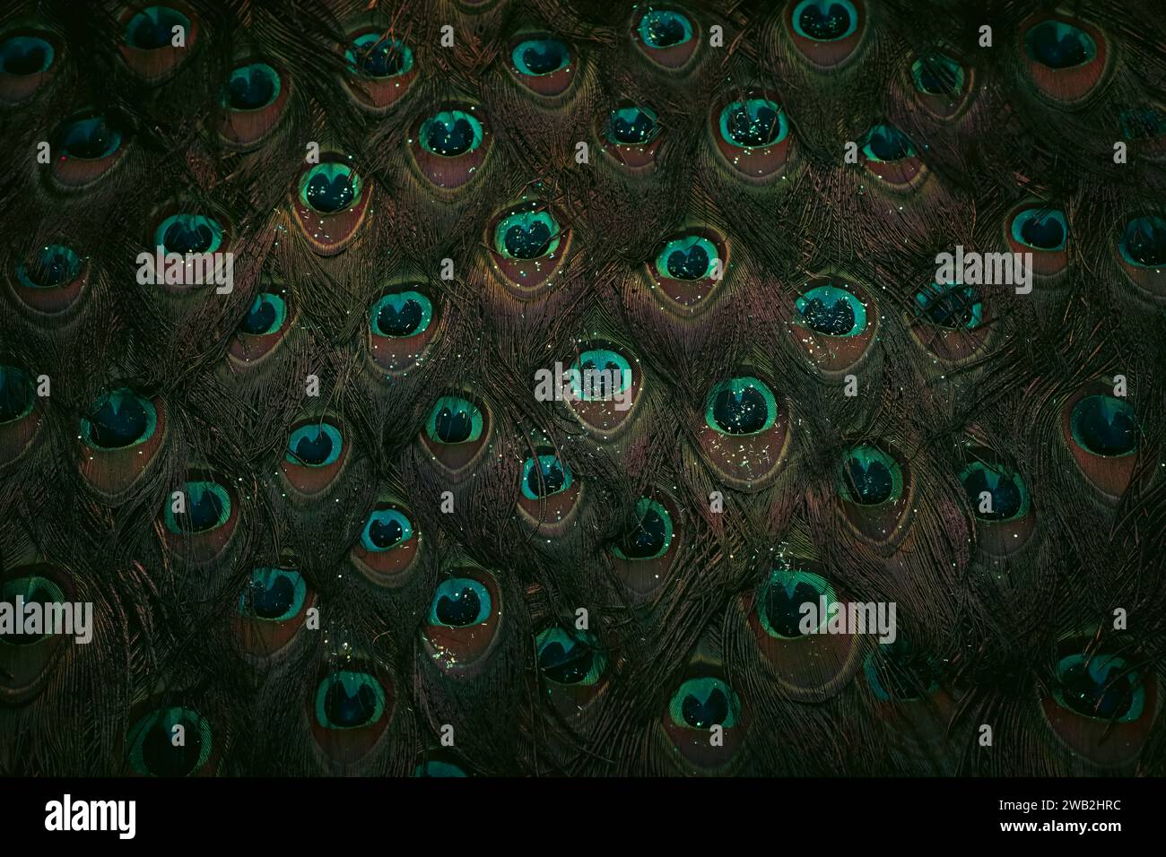 Primo piano di una disposizione testurizzata di piume colorate, caratterizzata da una vibrante miscela di sfumature di blu e marrone Foto Stock