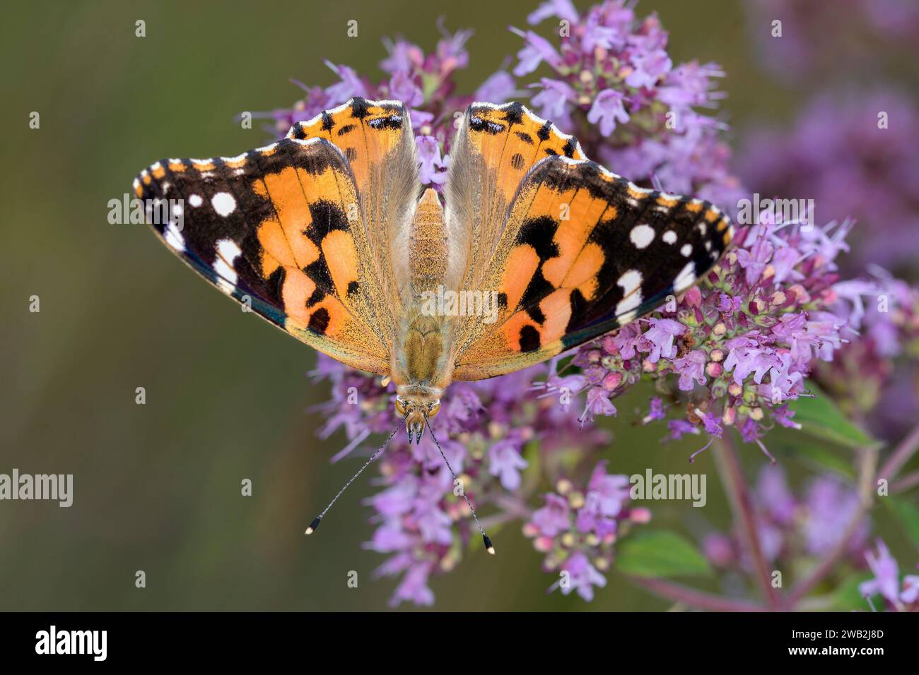 Lady dipinta o farfalla cosmopolita - Vanessa cardui - riposa sull'Origanum vulgare - origano o Marjoram selvatico Foto Stock