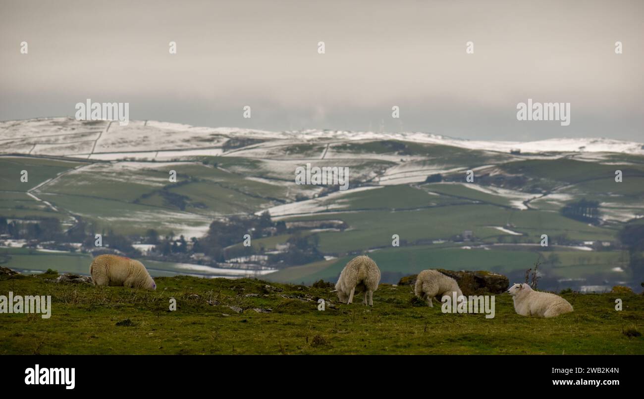 Pecore che pascolano su Birkrigg comune con lo scongelamento di pendii innevati sullo sfondo. Foto Stock