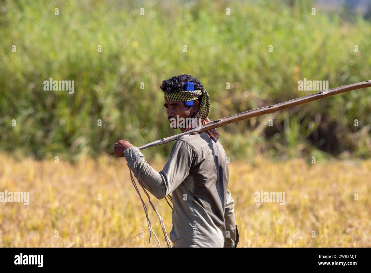 Chattogram, Bangladesh. 17 dicembre 2023. Un contadino cammina davanti a un campo ascoltando musica su un telefono cellulare, il cellulare è coperto da un panno sopra la sua h Foto Stock