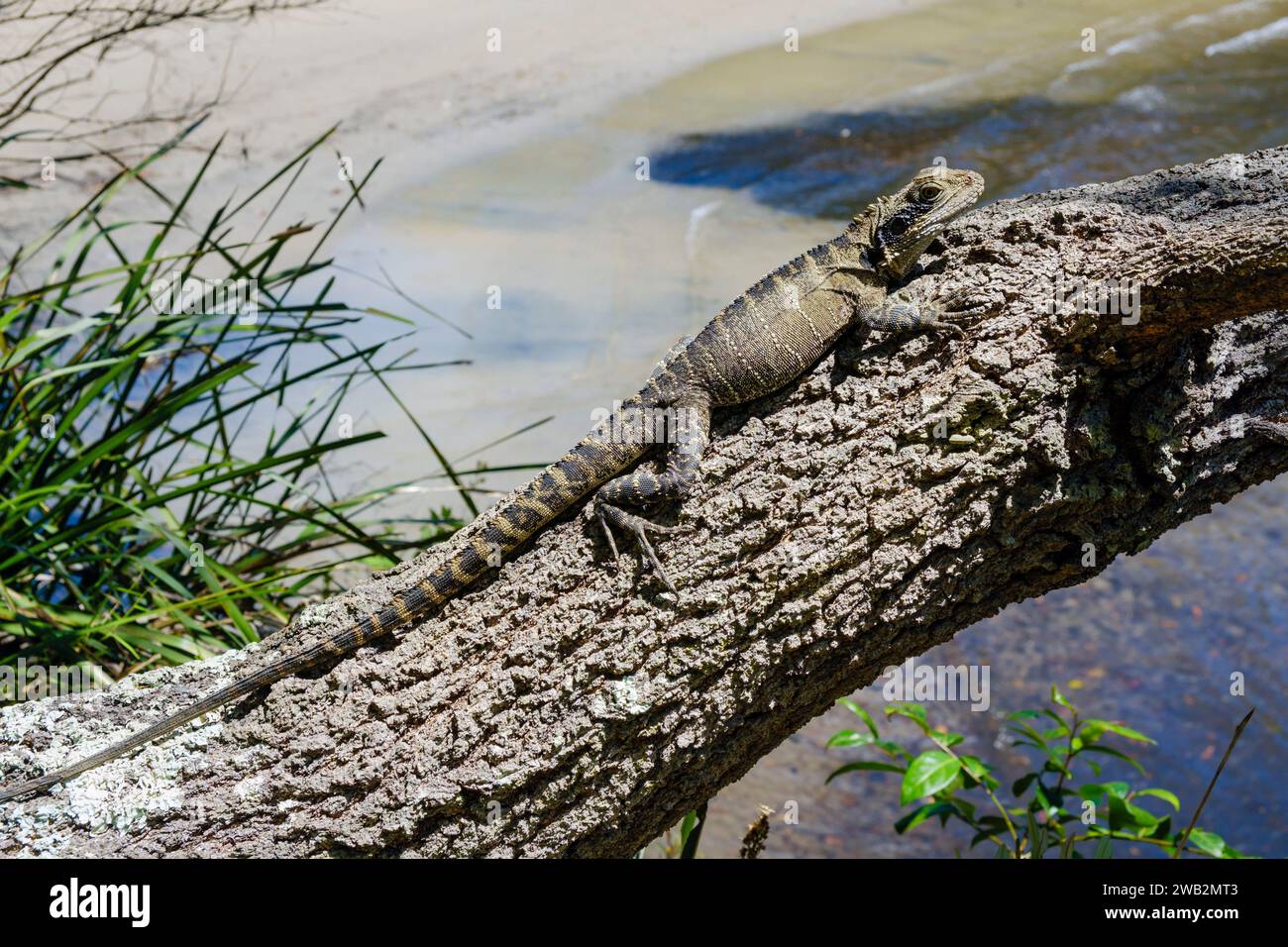 Un drago d'acqua australiano che si crogiola su un tronco di alberi a Parsley Bay, Vaucluse, Sydney, nuovo Galles del Sud, Australia Foto Stock