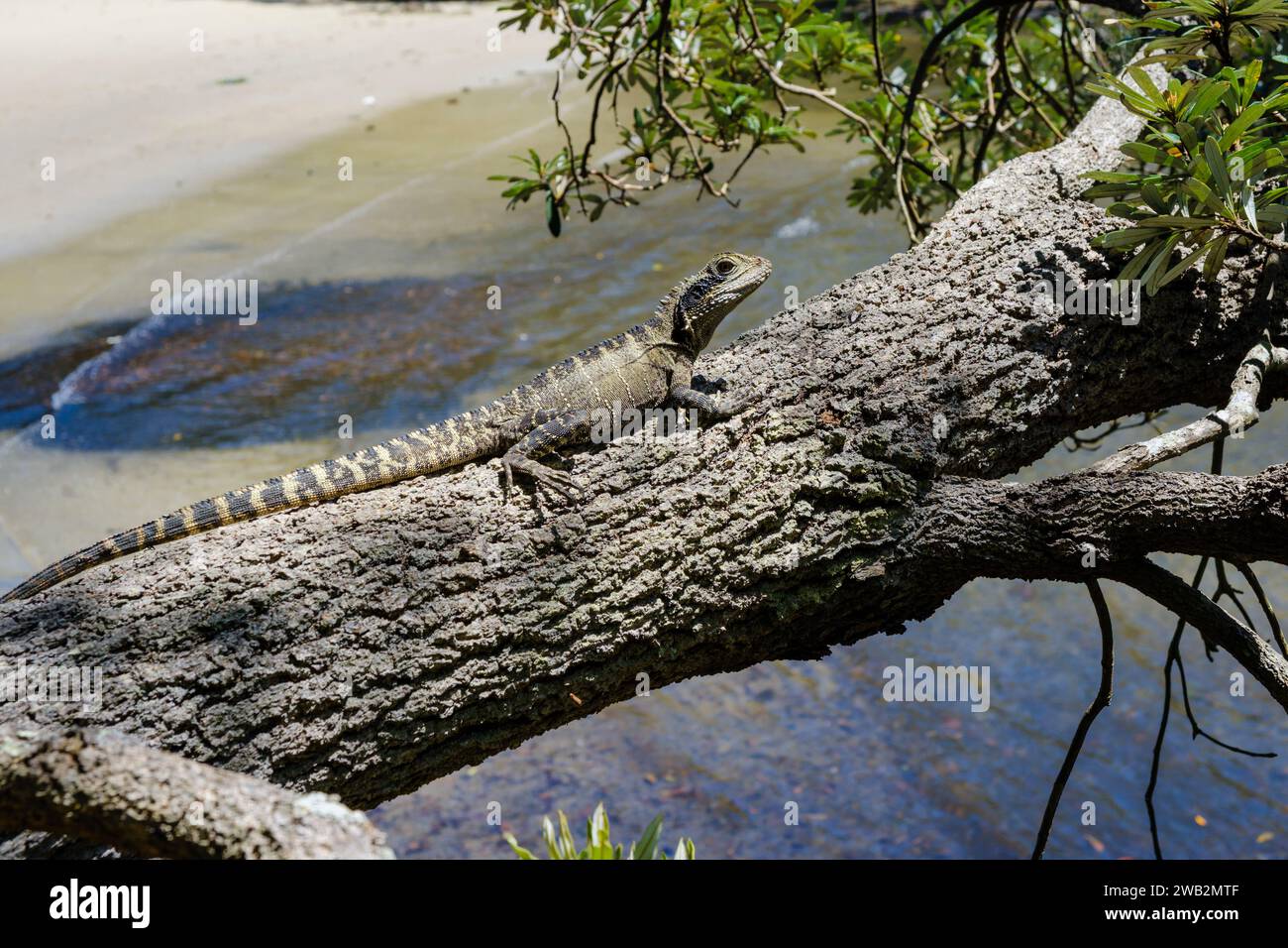 Un drago d'acqua australiano che si crogiola su un tronco di alberi a Parsley Bay, Vaucluse, Sydney, nuovo Galles del Sud, Australia Foto Stock