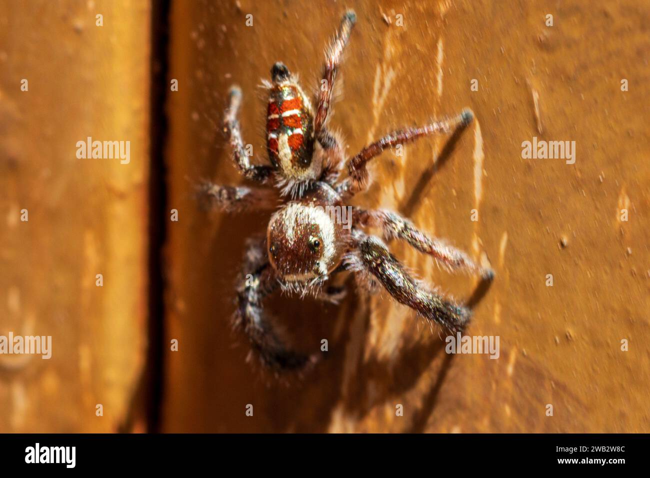 Thyene imperialis, Jumping Spider Foto Stock
