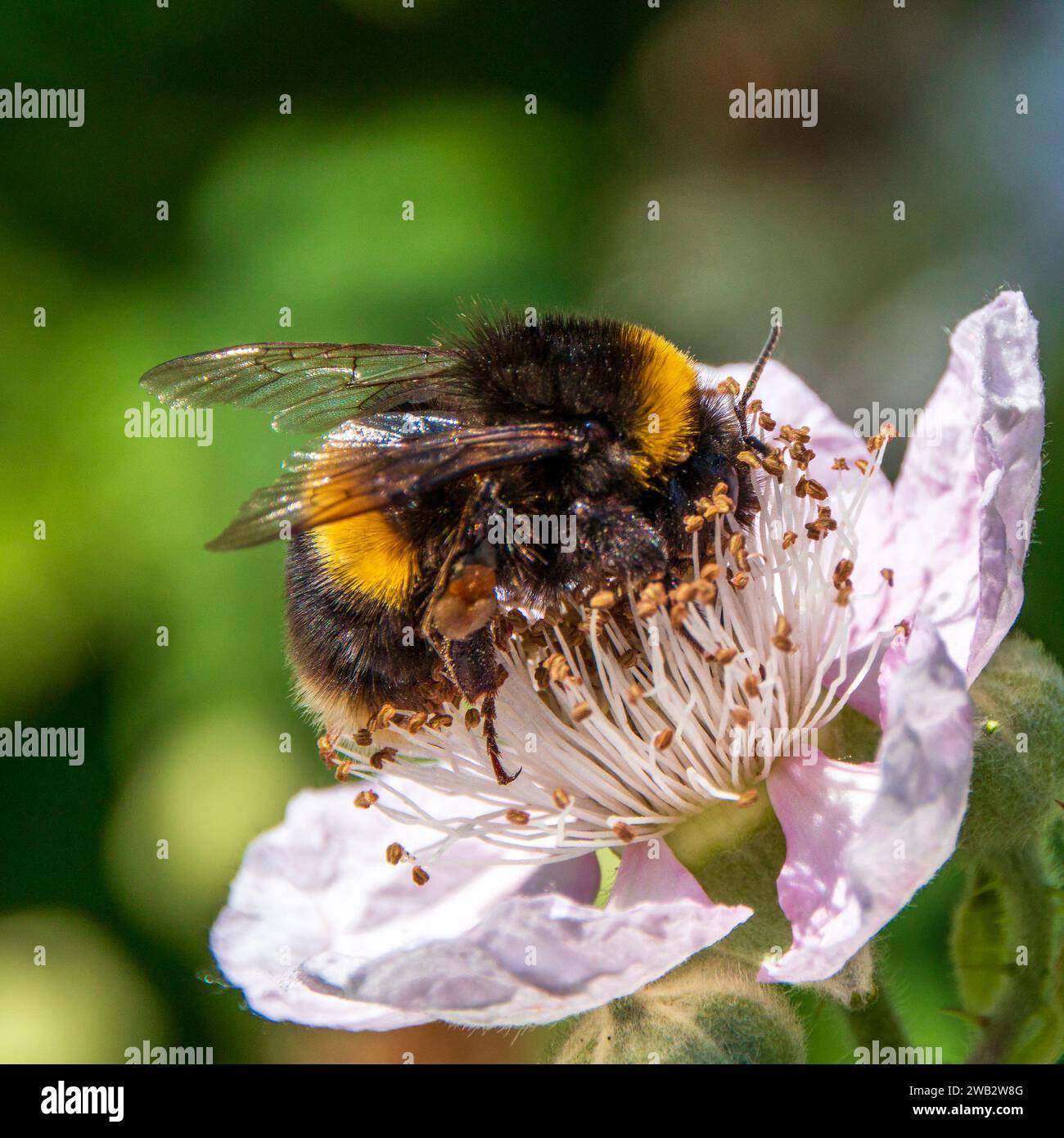 Bombus Terrestris, Buff tailed bumblebee on a Flower Foto Stock