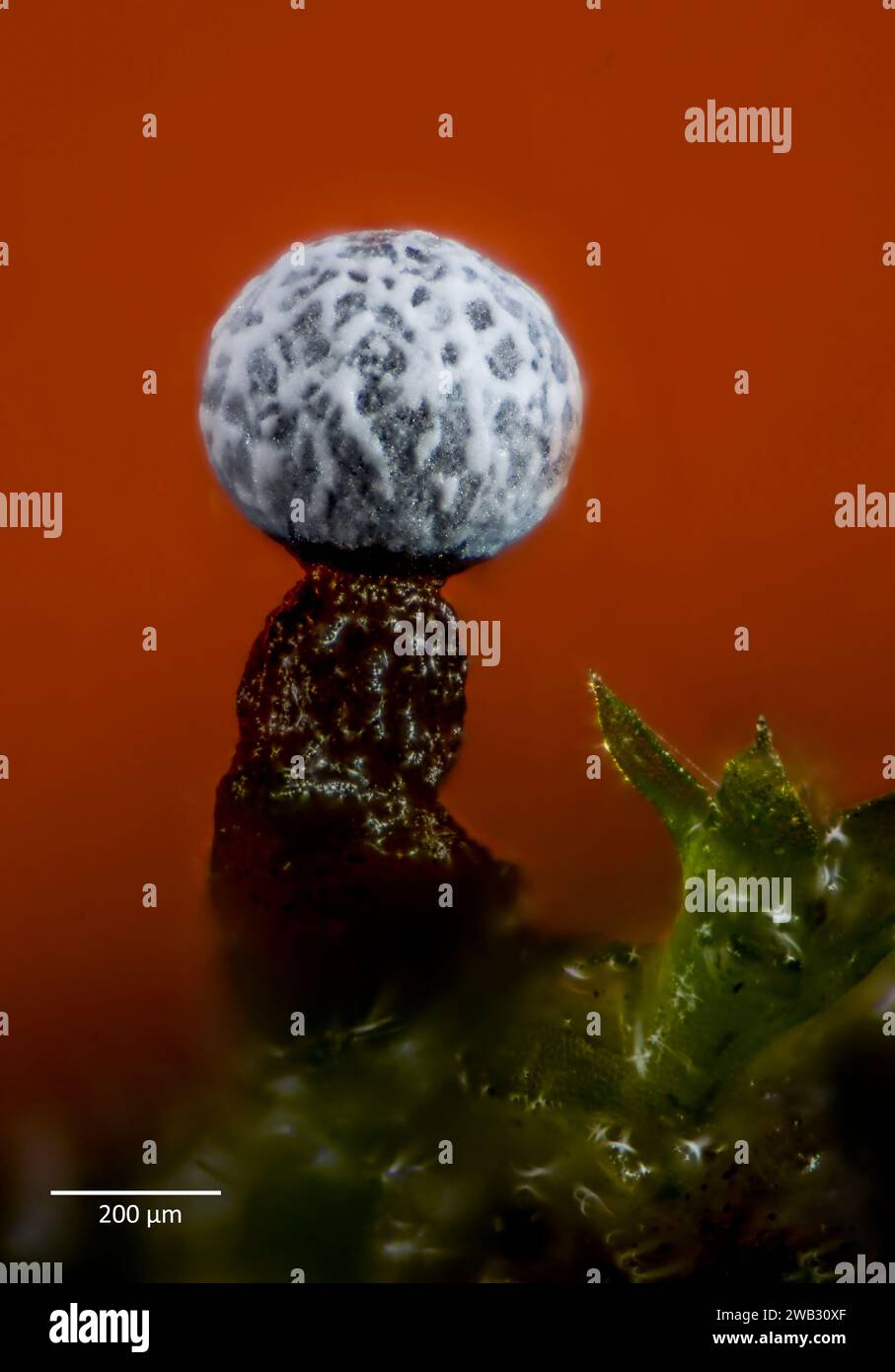 Sporocarp (corpo fruttifero) della muffa di melma Physarum sp. (Eventualmente P. corticola). Dopo 7 settimane in coltura di corteccia raccolta a Hidra, sud-ovest-ovest Foto Stock