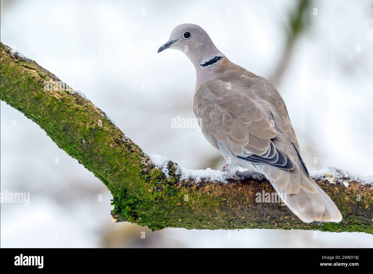 Colomba eurasiatica (Streptopelia decaocto) da Mandal, Norvegia meridionale a gennaio. Foto Stock