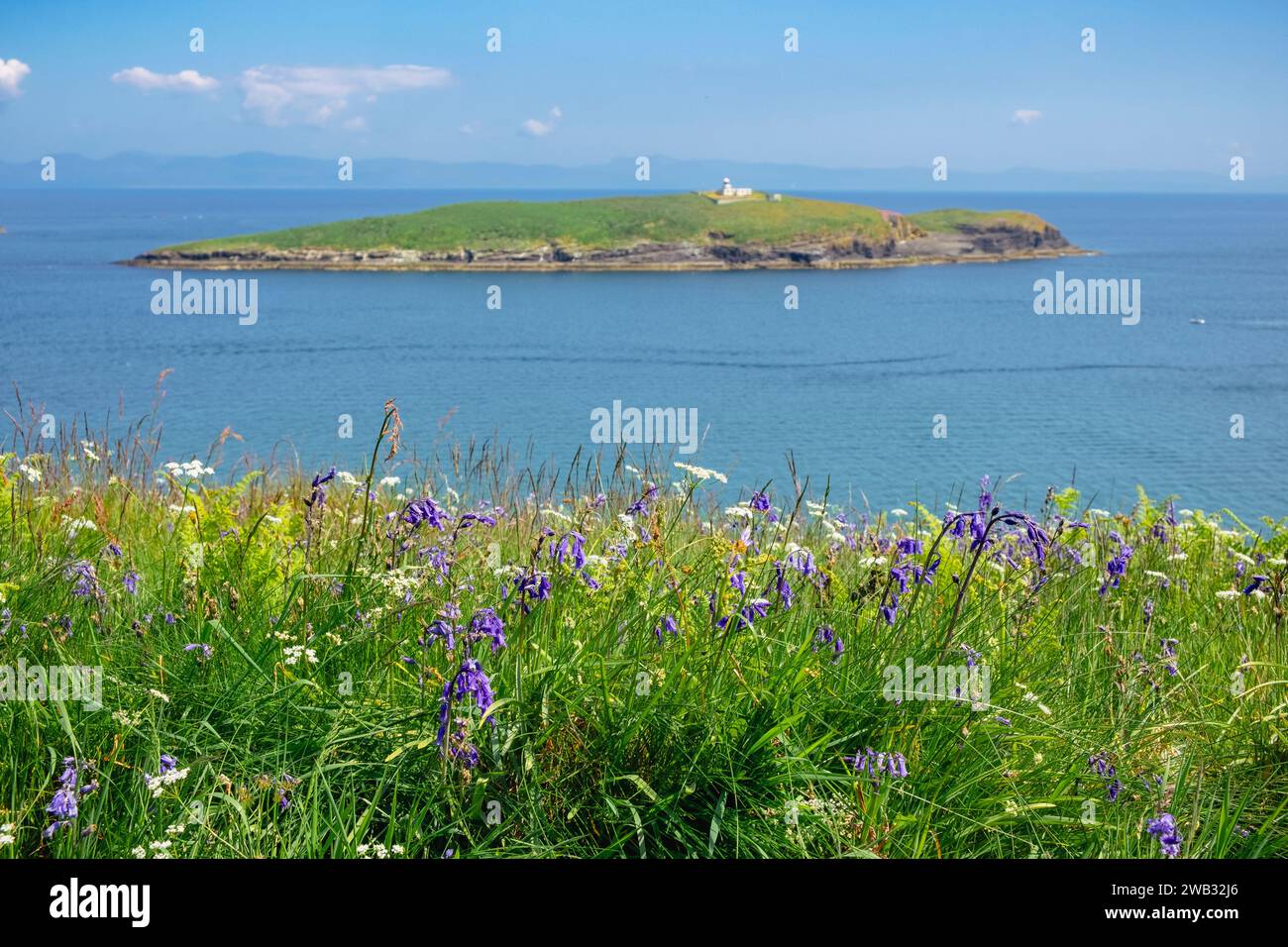 Ammira i fiori selvatici fino a St Tudwal's Island West dal sentiero costiero sulla penisola di Llyn in estate vicino ad Abersoch, Gwynedd, Galles del nord, Regno Unito, Gran Bretagna Foto Stock