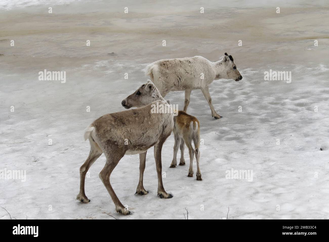 famille de rennes dans la neige Foto Stock