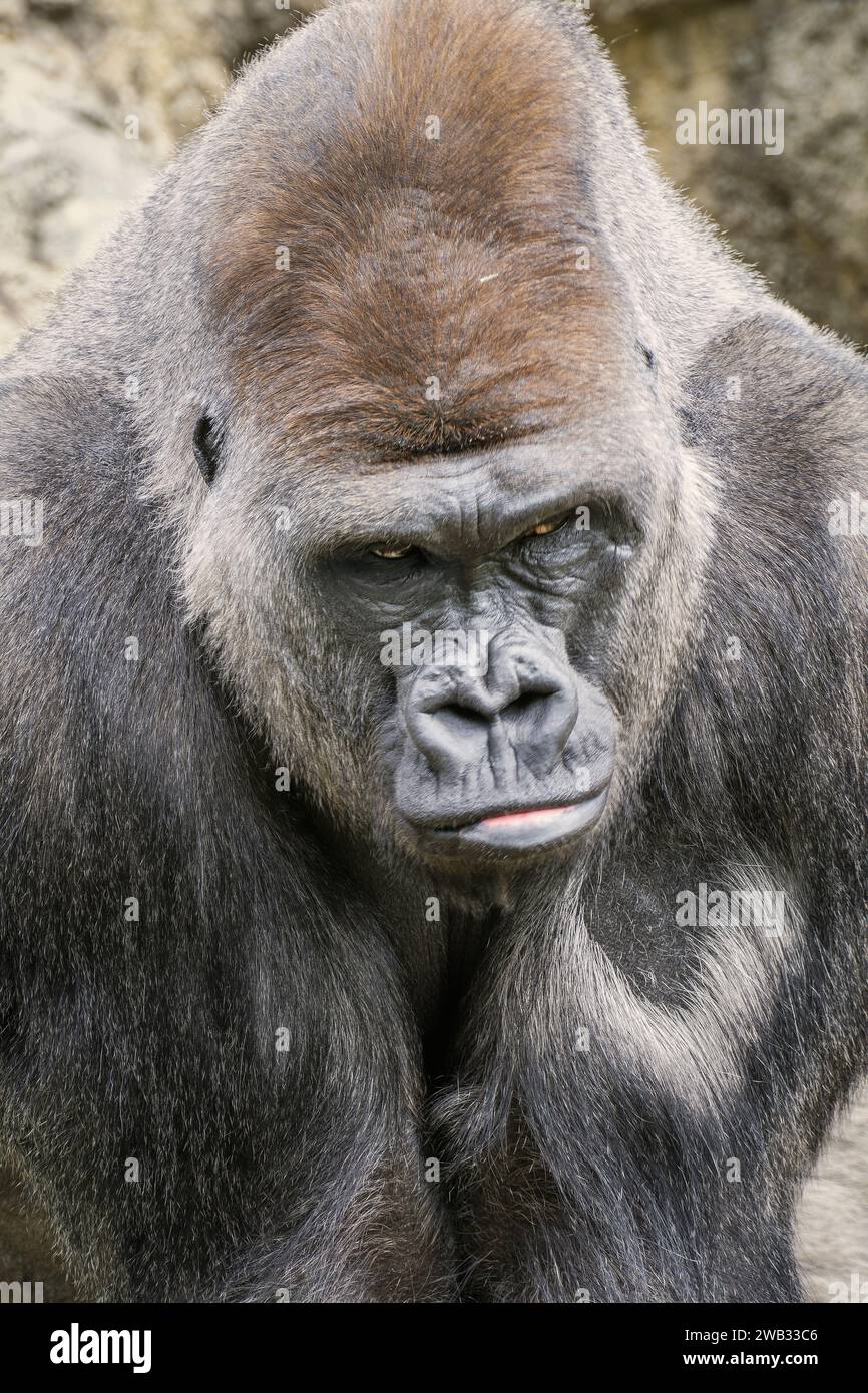 ritratto d'un gorille au regard pensant Foto Stock