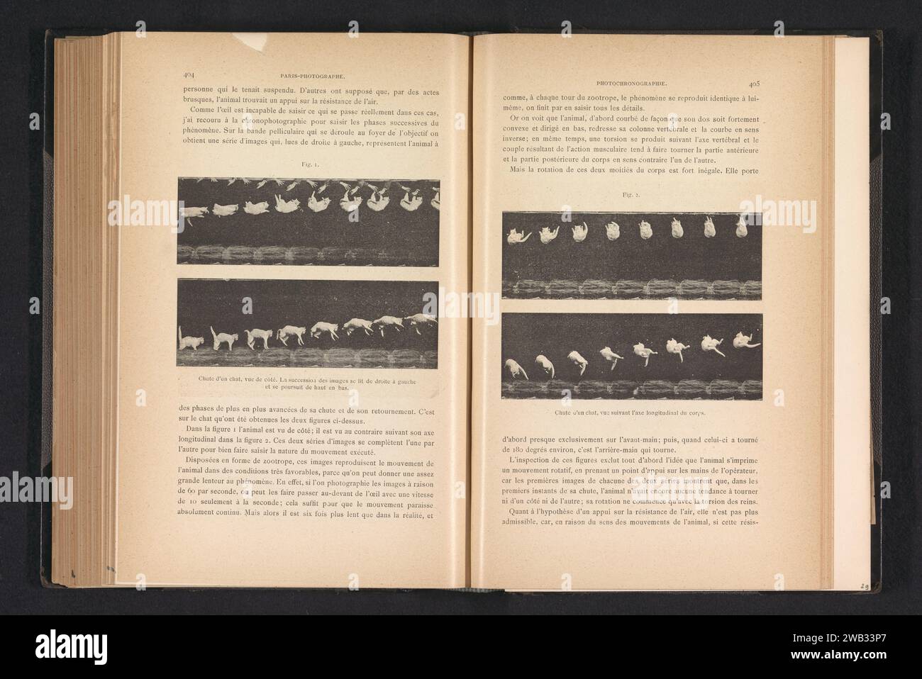 Caduta di un gatto, anonimo, c. 1884 - in o prima del 1894 stampa fotomeccanica France paper Cat. caduta Foto Stock
