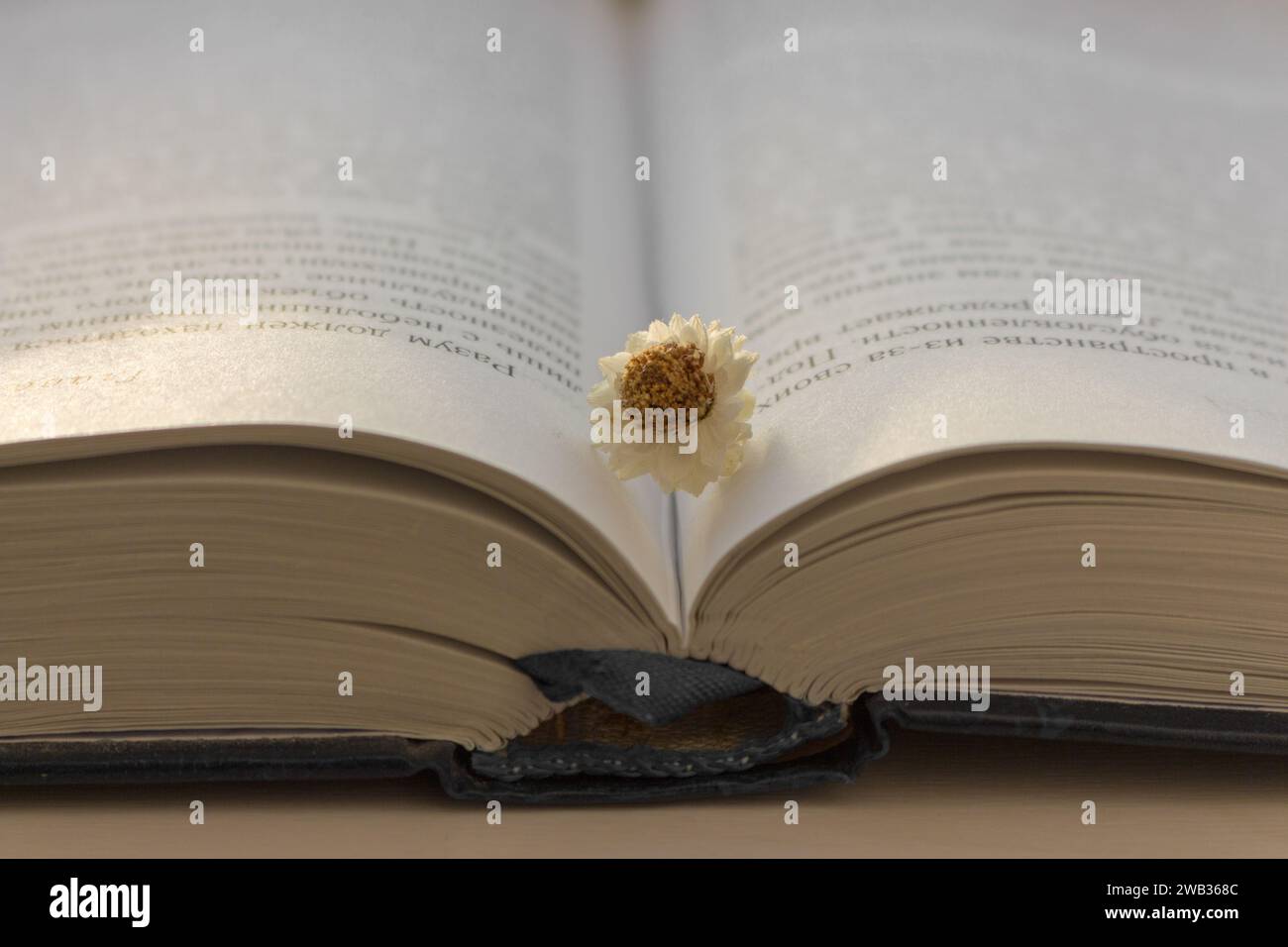 Piccolo fiore di camomilla bianca (camomilla) in libro aperto. Leggendo hobby. Libro aperto al sole. Foto Stock